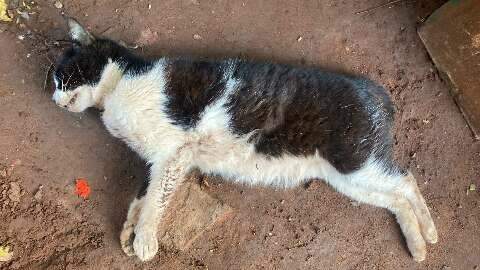 Moradores de aldeia denunciam mortes de animais com suspeita de envenenamento
