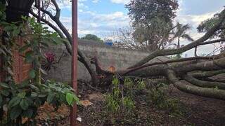 Temporal com ventos de 81 km/h derruba árvores e causa estragos em Dourados Temporal com ventos de 81 km/h derruba árvores e causa estragos em Dourados