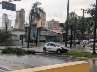 Motoristas usam corda para retirar coqueiros ca&iacute;dos na Avenida Mato Grosso