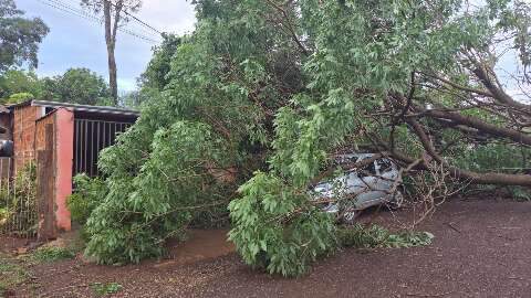 Temporal com ventos de 81 km/h derruba &aacute;rvores e causa estragos em Dourados