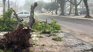 Temporal com ventos de 81 km/h derruba árvores e causa estragos em Dourados Temporal com ventos de 81 km/h derruba árvores e causa estragos em Dourados