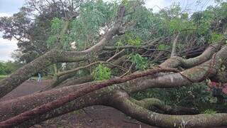 Temporal com ventos de 81 km/h derruba árvores e causa estragos em Dourados Temporal com ventos de 81 km/h derruba árvores e causa estragos em Dourados