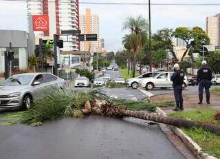 Motoristas usam corda para retirar coqueiros caídos na Avenida Mato Grosso Motoristas usam corda para retirar coqueiros caídos na Avenida Mato Grosso