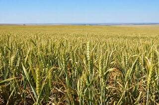 Tempo seco acelera colheita do milho e trigo avança em MS, aponta Conab Tempo seco acelera colheita do milho e trigo avança em MS, aponta Conab