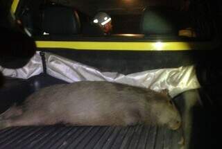 Capivara na pista obriga Infraero a indenizar empresa aérea em R$ 181 mil Capivara na pista obriga Infraero a indenizar empresa aérea em R$ 181 mil