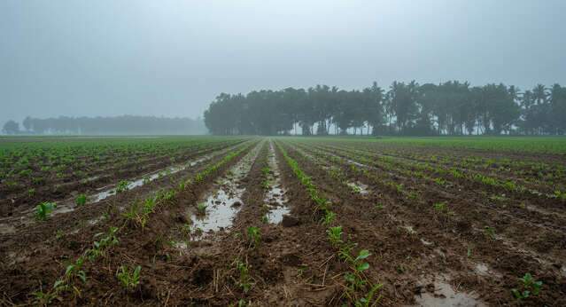 El Ni&ntilde;o acende alerta e Embrapa lista 163 medidas para proteger a safra