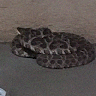 Cobra aparece em quintal de casa no S&atilde;o Conrado e assusta moradora