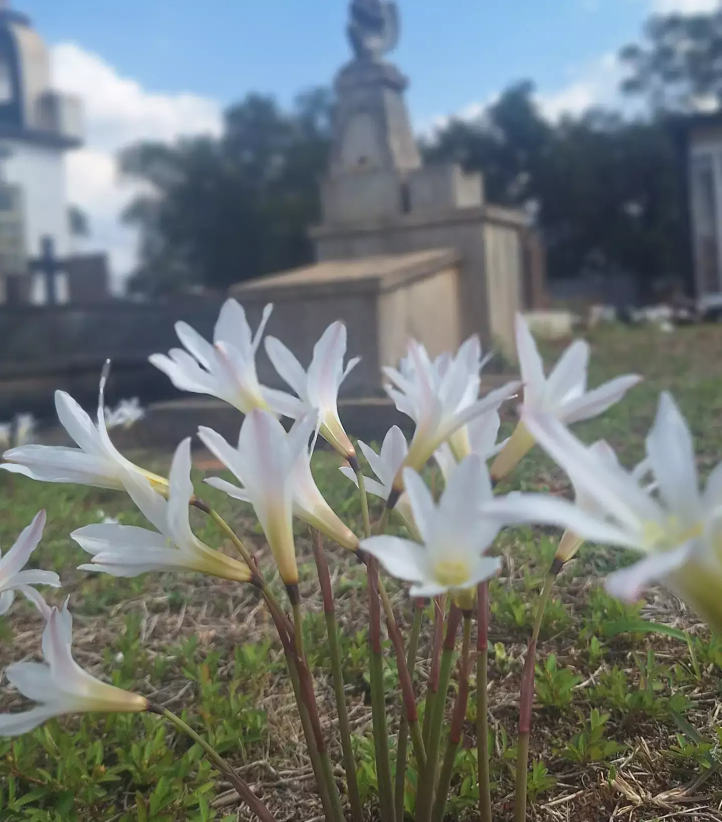 Florada passageira colore de branco a paisagem do Cemit&eacute;rio Santo Ant&ocirc;nio