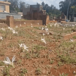 Florada passageira colore de branco t&uacute;mulos esquecidos no Santo Ant&ocirc;nio