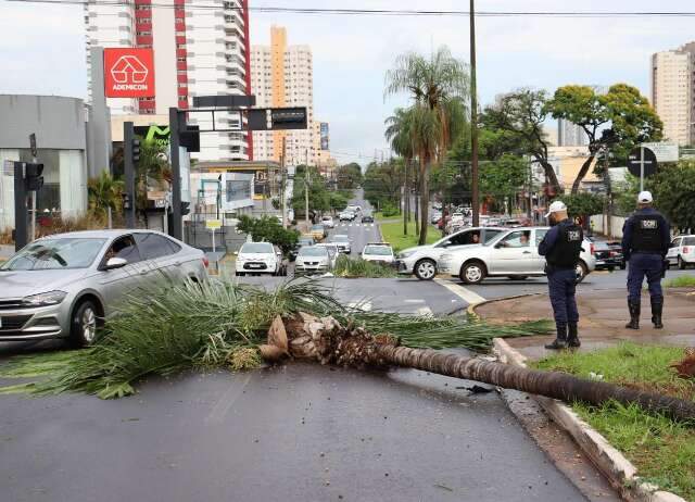 Motoristas usam corda para retirar coqueiros ca&iacute;dos na Avenida Mato Grosso