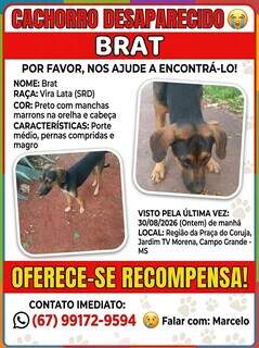 Fam&iacute;lia procura Brat, c&atilde;o que escapou pelo port&atilde;o e sumiu