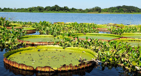 A&ccedil;&atilde;o judicial pede R$ 1 milh&atilde;o por omiss&atilde;o na gest&atilde;o das &aacute;guas do Pantanal