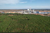 ICMBio cria reserva de 1,2 mil hectares de Cerrado em Ribas do Rio Pardo
