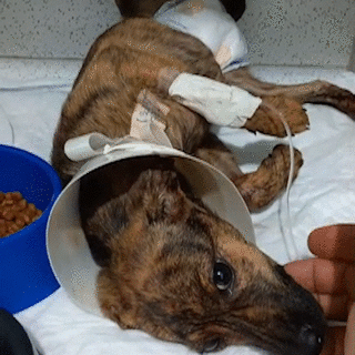 Cachorros resgatados de córrego lutam contra parvovirose e protetora pede ajuda Cachorros resgatados de córrego lutam contra parvovirose e protetora pede ajuda