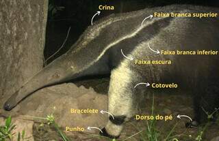 Pelagem funciona como ‘impressão digital’ para identificar tamanduás-bandeira Pelagem funciona como ‘impressão digital’ para identificar tamanduás-bandeira