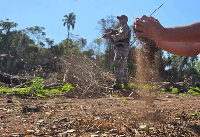 Combate ao tr&aacute;fico agora inclui reflorestamento de &aacute;reas devastadas
