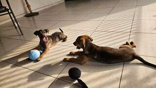 Cachorros resgatados de córrego lutam contra parvovirose e protetora pede ajuda Cachorros resgatados de córrego lutam contra parvovirose e protetora pede ajuda