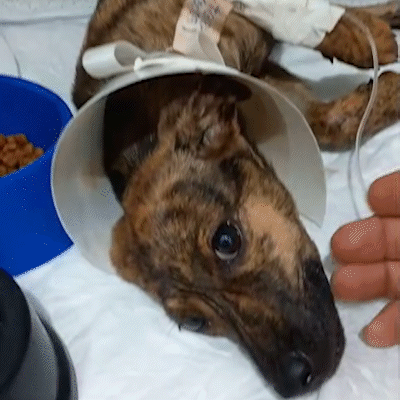 Cachorros resgatados de c&oacute;rrego lutam contra parvovirose e protetora pede ajuda