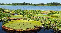 A&ccedil;&atilde;o judicial pede R$ 1 milh&atilde;o por omiss&atilde;o na gest&atilde;o das &aacute;guas do Pantanal