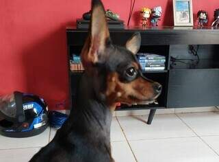 Cachorra Princesa desaparece em condom&iacute;nio no Los Angeles e fam&iacute;lia pede ajuda