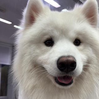 Fam&iacute;lia busca Mosquito, c&atilde;o de 2 anos que fugiu de casa no Santa F&eacute;