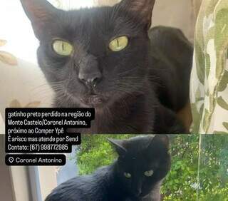 Casal pede ajuda para encontrar Sand, gatinho preto de olhos claros Casal pede ajuda para encontrar Sand, gatinho preto de olhos claros