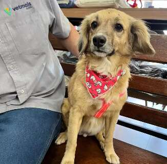Cachorrinha rec&eacute;m-sa&iacute;da do banho aparece em loja e funcion&aacute;rios procuram tutor