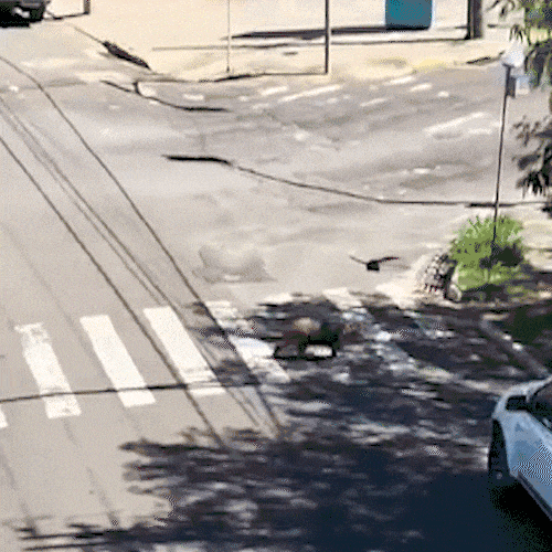 Capivara usa a faixa enquanto motoristas ignoram sinal vermelho