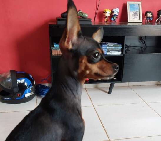 Cachorra Princesa desaparece em condom&iacute;nio no Los Angeles e fam&iacute;lia pede ajuda