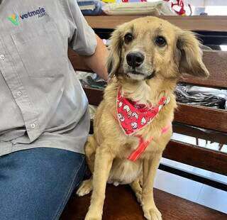 Cachorrinha recém-saída do banho aparece em loja e funcionários procuram tutor Cachorrinha recém-saída do banho aparece em loja e funcionários procuram tutor