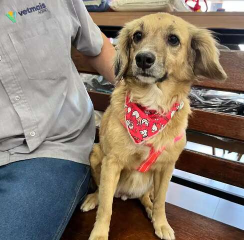 Cachorrinha rec&eacute;m-sa&iacute;da do banho aparece em loja e funcion&aacute;rios procuram tutor
