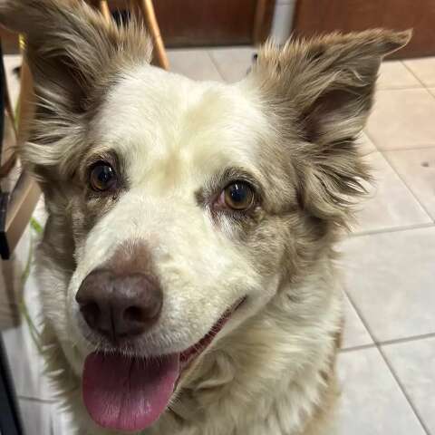 Border Collie d&oacute;cil entra em carro e estudante tenta encontrar tutor