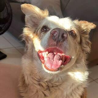 Border Collie dócil entra em carro e estudante tenta encontrar tutor Border Collie dócil entra em carro e estudante tenta encontrar tutor