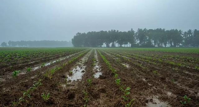 Novo seguro rural pode mudar prote&ccedil;&atilde;o de produtores de soja e milho em MS