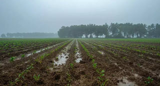 Novo seguro rural pode mudar proteção de produtores de soja e milho em MS Novo seguro rural pode mudar proteção de produtores de soja e milho em MS