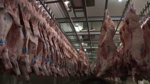 Venda de carne bovina de MS cai 28% em agosto com recuo da China