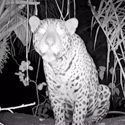 Curiosa, on&ccedil;a-pintada para e fica de olho em c&acirc;mera no Pantanal