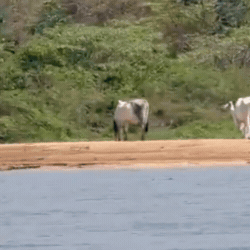 Gado volta a agonizar &agrave;s margens do Taquari em &aacute;rea de mortes em massa