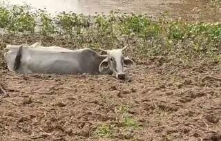Gado volta a agonizar &agrave;s margens do Taquari em &aacute;rea de mortes em massa