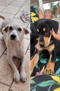Bola de Neve e Otto somem ap&oacute;s port&atilde;o de casa amanhecer aberto