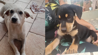 Bola de Novo e Otto somem após portão de casa amanhecer aberto Bola de Novo e Otto somem após portão de casa amanhecer aberto