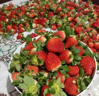 Chácara abre a porteira para quem quer colher morango direto do pé Chácara abre a porteira para quem quer colher morango direto do pé