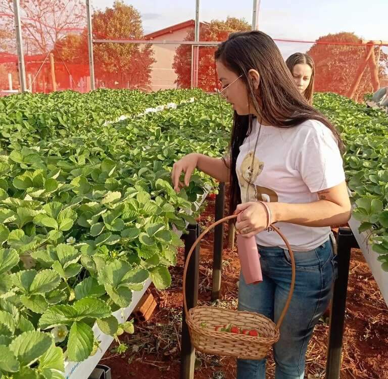 Chácara abre a porteira para quem quer colher morango direto do pé