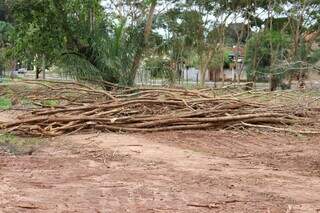 Espécie invasora é removida de parque para recuperar vegetação nativa Espécie invasora é removida de parque para recuperar vegetação nativa
