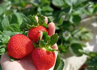 Chácara abre a porteira para quem quer colher morango direto do pé Chácara abre a porteira para quem quer colher morango direto do pé