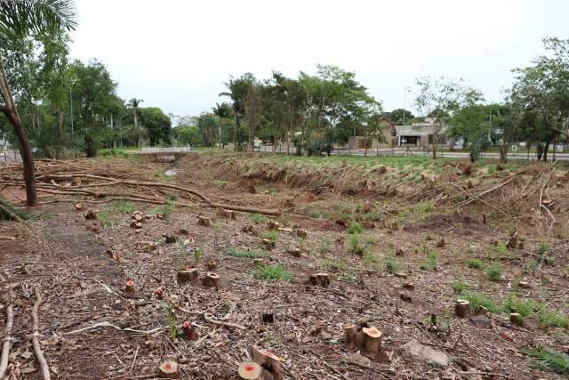 Esp&eacute;cie invasora &eacute; removida de parque para recuperar vegeta&ccedil;&atilde;o nativa