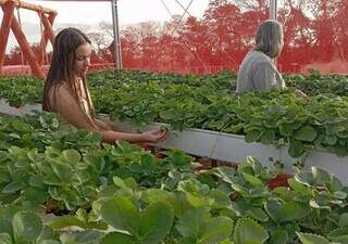 Chácara abre a porteira para quem quer colher morango direto do pé Chácara abre a porteira para quem quer colher morango direto do pé