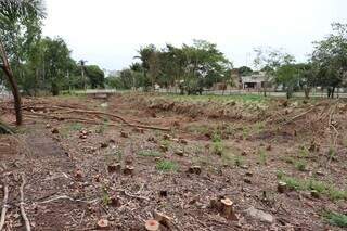 Espécie invasora é removida de parque para recuperar vegetação nativa Espécie invasora é removida de parque para recuperar vegetação nativa