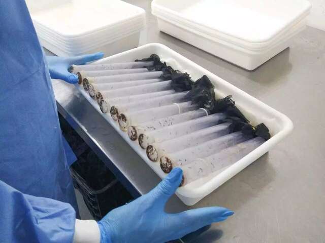 Wolbachia avan&ccedil;a em Corumb&aacute; ap&oacute;s reduzir casos de dengue na Capital