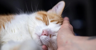 Parece carinho, mas gato te 'assina' quando dá cabeçadas em você Parece carinho, mas gato te 'assina' quando dá cabeçadas em você